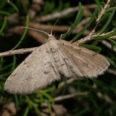 Poecilasthena scoliota (A Geometer moth (Larentiinae)) at Freshwater Creek, VIC - 17 Jan 2021 by WendyEM