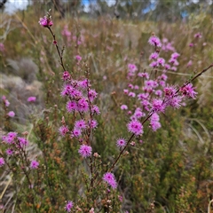 Kunzea parvifolia (Violet Kunzea) at Bombay, NSW - 18 Oct 2024 by MatthewFrawley