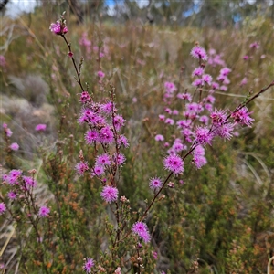 Kunzea parvifolia at Bombay, NSW - 19 Oct 2024 10:51 AM