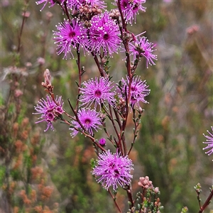 Kunzea parvifolia at Bombay, NSW - 19 Oct 2024