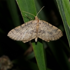 Poecilasthena scoliota (A Geometer moth (Larentiinae)) at Freshwater Creek, VIC - 18 Jan 2021 by WendyEM