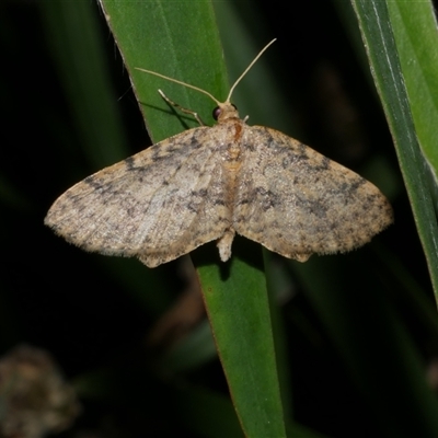 Poecilasthena scoliota (A Geometer moth (Larentiinae)) at Freshwater Creek, VIC - 17 Jan 2021 by WendyEM