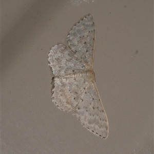 Idaea philocosma at Freshwater Creek, VIC - 18 Jan 2021 02:18 AM