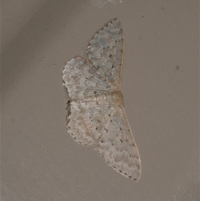 Idaea philocosma (Flecked Wave) at Freshwater Creek, VIC - 18 Jan 2021 by WendyEM