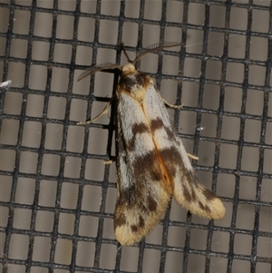 Anestia ombrophanes at Freshwater Creek, VIC - 18 Jan 2021