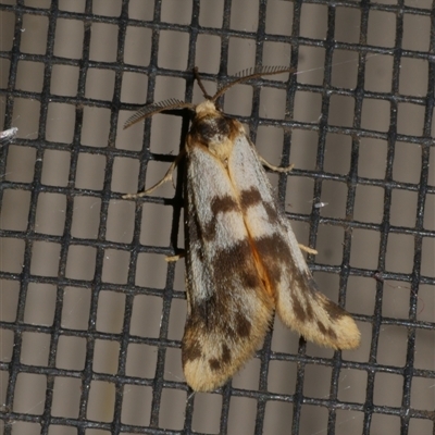 Anestia ombrophanes (Anestia ombrophanes) at Freshwater Creek, VIC - 17 Jan 2021 by WendyEM