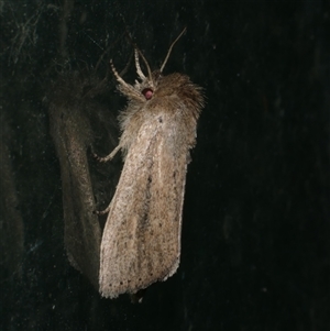 Leucania diatrecta at Freshwater Creek, VIC - 20 Jan 2021 09:55 PM