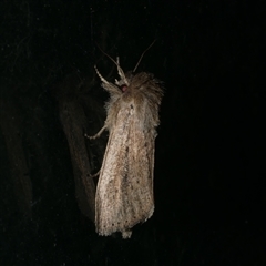 Leucania diatrecta at Freshwater Creek, VIC - 20 Jan 2021 09:55 PM