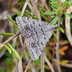 Dichromodes indicataria (Variable Heath Moth) at Bombay, NSW - 19 Oct 2024 by MatthewFrawley