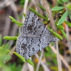 Dichromodes indicataria at Bombay, NSW - 19 Oct 2024