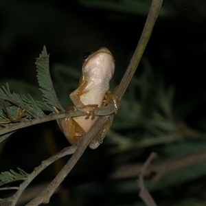 Litoria ewingii at Freshwater Creek, VIC - 21 Jan 2021 10:40 PM