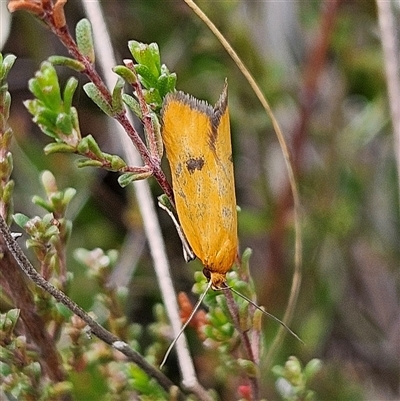 Endeolena (genus) (Wingia Group) at Bombay, NSW - 19 Oct 2024 by MatthewFrawley