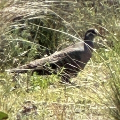 Phaps chalcoptera (Common Bronzewing) at Bungendore, NSW - 19 Oct 2024 by yellowboxwoodland