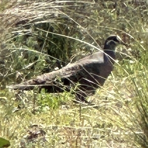 Phaps chalcoptera at Bungendore, NSW - suppressed