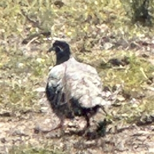 Phaps chalcoptera at Bungendore, NSW - suppressed