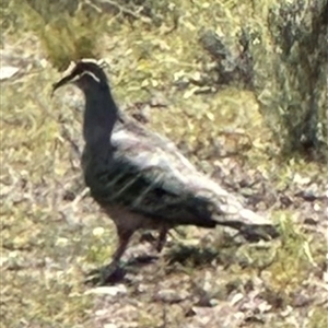 Phaps chalcoptera at Bungendore, NSW - suppressed