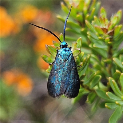 Pollanisus (genus) (A Forester Moth) at Bombay, NSW - 19 Oct 2024 by MatthewFrawley