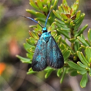 Pollanisus (genus) at Bombay, NSW - 19 Oct 2024