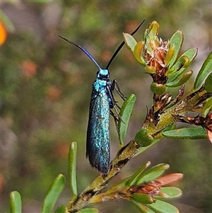 Pollanisus (genus) at Bombay, NSW - 19 Oct 2024