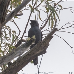 Edolisoma tenuirostre (Common Cicadabird) at Paddys River, ACT - 19 Oct 2024 by rawshorty