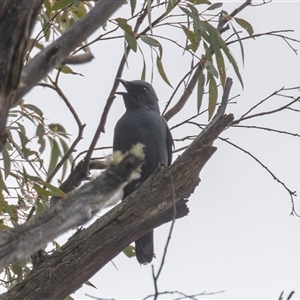 Edolisoma tenuirostre at Paddys River, ACT - 19 Oct 2024