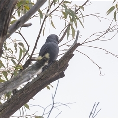 Edolisoma tenuirostre at Paddys River, ACT - 19 Oct 2024