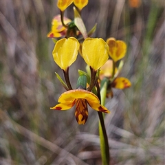 Diuris semilunulata (Late Leopard Orchid) at Bombay, NSW - 19 Oct 2024 by MatthewFrawley