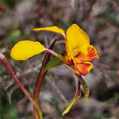 Diuris semilunulata at Bombay, NSW - suppressed