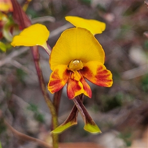 Diuris semilunulata at Bombay, NSW - suppressed