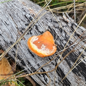 Trametes coccinea at Bombay, NSW - 19 Oct 2024