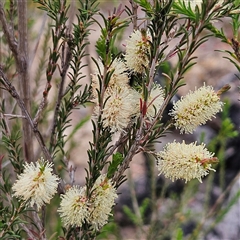 Melaleuca parvistaminea (Small-flowered Honey-myrtle) at Bombay, NSW - 19 Oct 2024 by MatthewFrawley