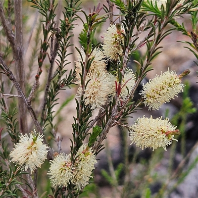 Melaleuca parvistaminea (Small-flowered Honey-myrtle) at Bombay, NSW - 19 Oct 2024 by MatthewFrawley