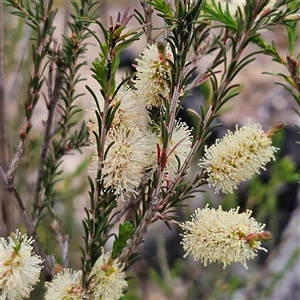 Melaleuca parvistaminea at Bombay, NSW - 19 Oct 2024