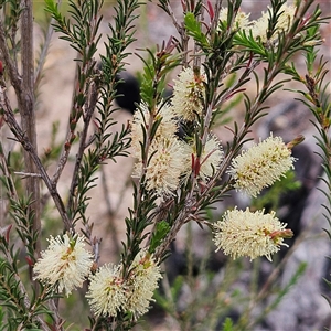 Melaleuca parvistaminea at Bombay, NSW - 19 Oct 2024