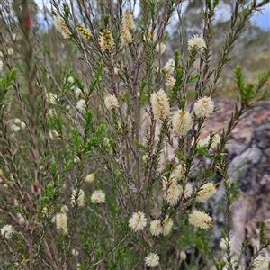 Melaleuca parvistaminea at Bombay, NSW - 19 Oct 2024