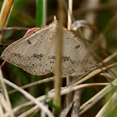 Taxeotis stereospila (Oval-spot Taxeotis (Oenochrominae) at Weetangera, ACT - 19 Oct 2024 by Thurstan