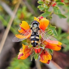 Melangyna viridiceps at Bombay, NSW - 19 Oct 2024