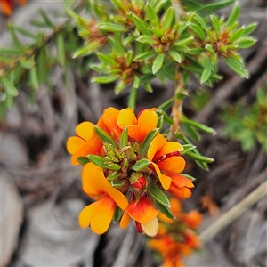 Pultenaea subspicata at Bombay, NSW - 19 Oct 2024