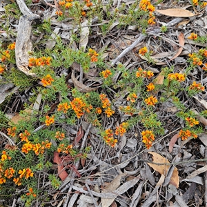 Pultenaea subspicata at Bombay, NSW - 19 Oct 2024