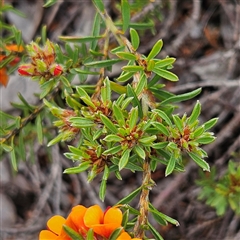 Pultenaea subspicata at Bombay, NSW - 19 Oct 2024