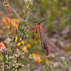 Harpobittacus (genus) (Hangingfly) at Bombay, NSW - 19 Oct 2024 by MatthewFrawley