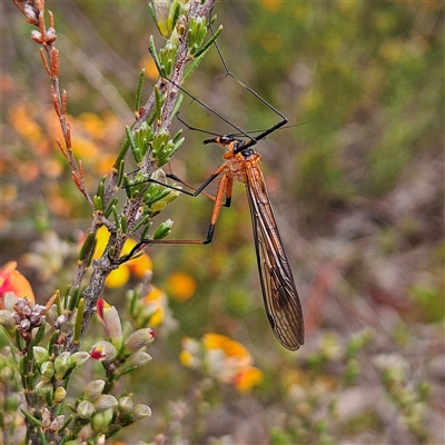 Harpobittacus (genus) (Hangingfly) at Bombay, NSW - 19 Oct 2024 by MatthewFrawley