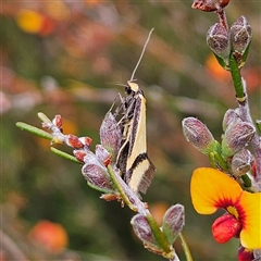 Coeranica isabella (A Concealer moth) at Bombay, NSW - 19 Oct 2024 by MatthewFrawley