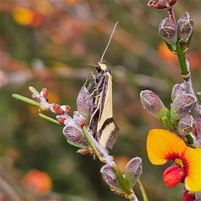 Coeranica isabella (A Concealer moth) at Bombay, NSW - 19 Oct 2024 by MatthewFrawley