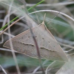 Epidesmia hypenaria at Hall, ACT - 19 Oct 2024