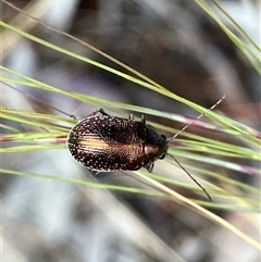 Edusella sp. (genus) (A leaf beetle) at Hall, ACT - 19 Oct 2024 by strigo