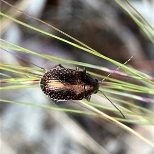 Edusella sp. (genus) at Hall, ACT - 19 Oct 2024