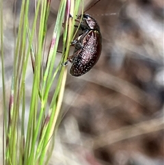 Edusella sp. (genus) at Hall, ACT - 19 Oct 2024