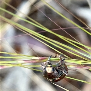 Edusella sp. (genus) at Hall, ACT - 19 Oct 2024