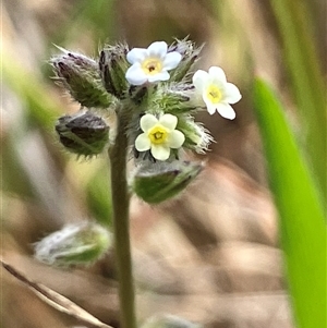 Myosotis discolor at Hall, ACT - 19 Oct 2024 11:01 AM